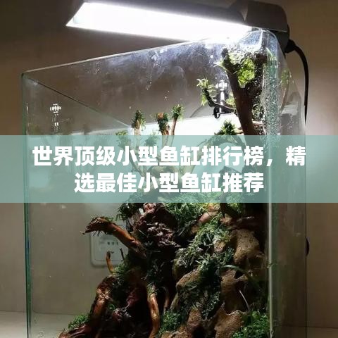 世界頂級小型魚缸排行榜，精選最佳小型魚缸推薦