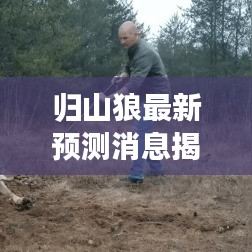 歸山狼最新預測消息揭秘，今日運勢大揭秘