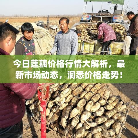 今日蓮藕價(jià)格行情大解析，最新市場(chǎng)動(dòng)態(tài)，洞悉價(jià)格走勢(shì)！