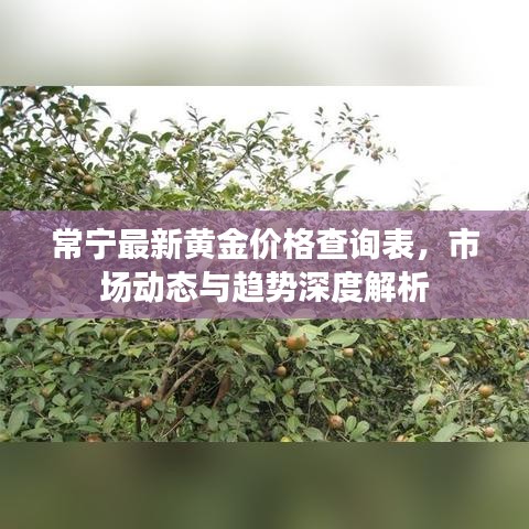 常寧最新黃金價(jià)格查詢表，市場(chǎng)動(dòng)態(tài)與趨勢(shì)深度解析