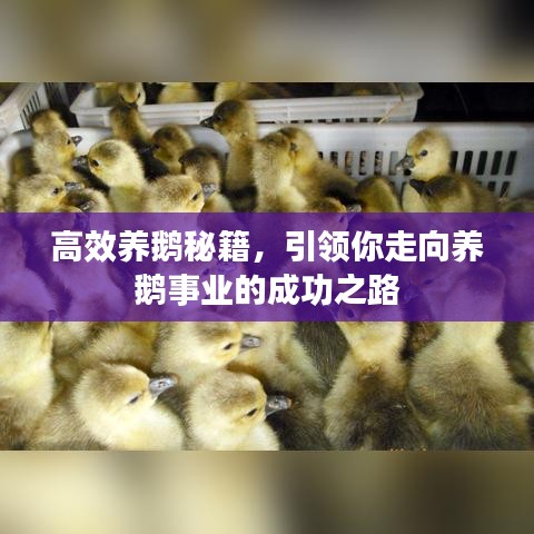 高效養(yǎng)鵝秘籍，引領(lǐng)你走向養(yǎng)鵝事業(yè)的成功之路