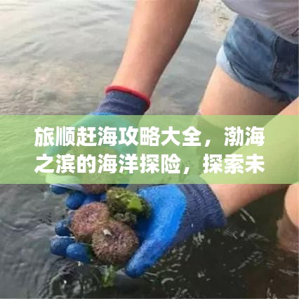 旅順趕海攻略大全，渤海之濱的海洋探險(xiǎn)，探索未知的海底寶藏！
