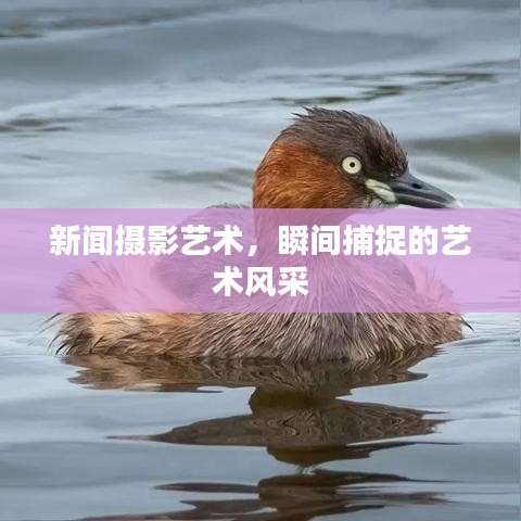 新聞攝影藝術(shù)，瞬間捕捉的藝術(shù)風(fēng)采