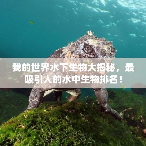 我的世界水下生物大揭秘，最吸引人的水中生物排名！
