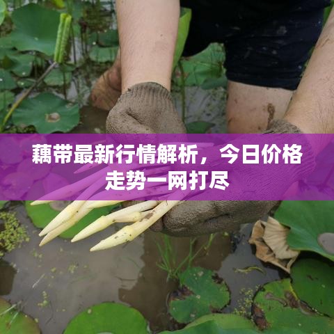 藕帶最新行情解析，今日價格走勢一網(wǎng)打盡